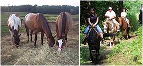 Horse riding trails meander through trees, springs, and creeks at Double DAB.